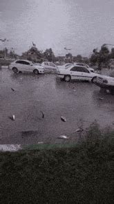 Fish Raining GIF - Fish Raining Rain - Discover & Share GIFs