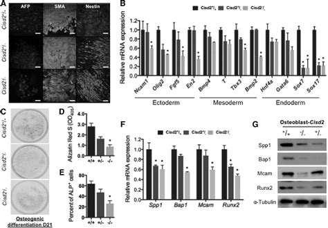 Figure 5 From Dysregulation Of Mitochondrial Functions And Osteogenic