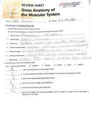 Mastering A P Review Sheet Gross Anatomy Of The Muscular Course Hero