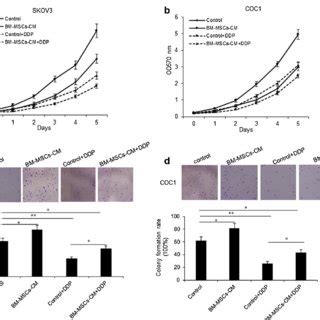 Bm Mscs Promoted Ovarian Cancer Cell Proliferation And Glycolysis A B