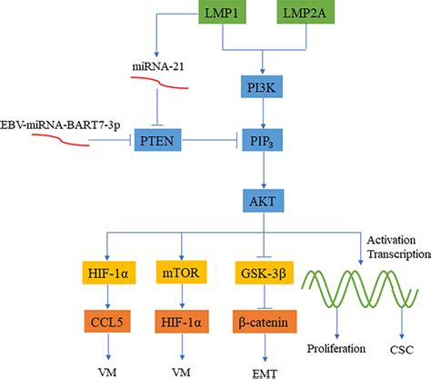 EBV Induced Oncogenesis Through The PI3K AKT Signaling Pathway LMP1