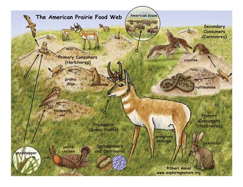 Grassland Ecosystem Food Web