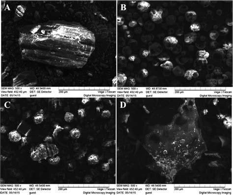 Scanning Electron Microphotographs A Trans Polydatin B Hp Cd