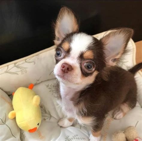 Teacup Chihuahua For Sale Chihuahua For Sell Near Me Teacup