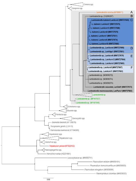 Bayesian Inference Tree Of Partial S Rrna Gene Sequences Of