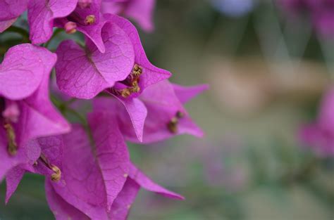 Banco de imagens natureza Flor plantar folha flor roxa pétala