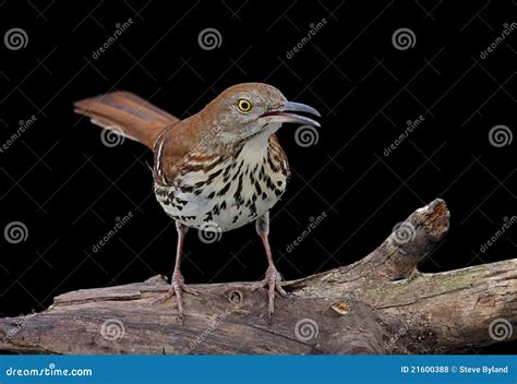 Brown Thrasher On Black Stock Photo Image Of Avian Birds 21600388