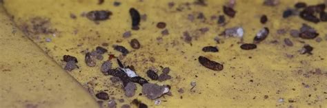 How To Identify Pest By Droppings Garden