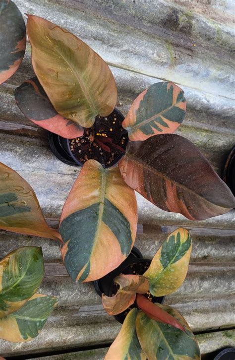 Philodendron Black Cardinal Variegated Tropics Home