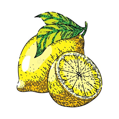 Cut Yellow Lemon Sketch Stock Illustrations 730 Cut Yellow Lemon Sketch Stock Illustrations