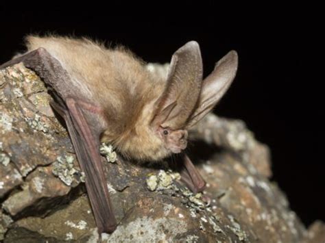 townsends big eared bat learning portal