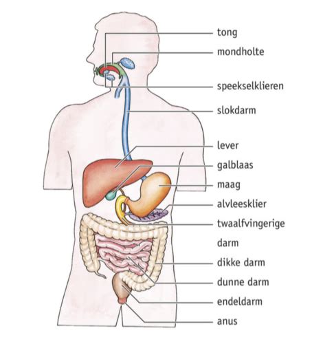 2 Het Verteringsstelsel H3 Vertering Flashcards Quizlet