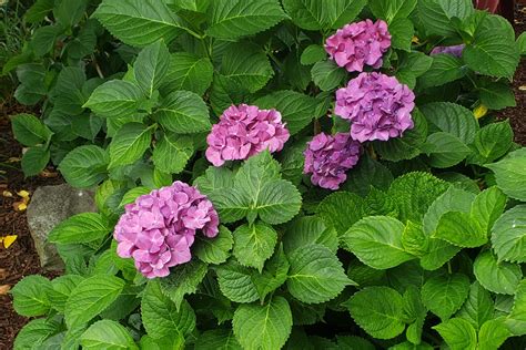 Sow And Grow Big Leaf Hydrangea Crazy For Gardening