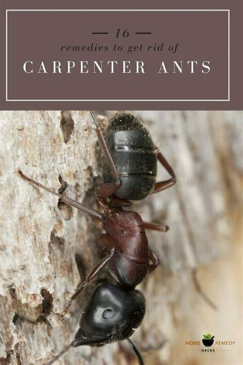 16 Home Remedies To Get Rid Of Carpenter Ants Carpenter Ant Ants