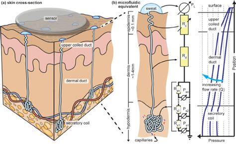 Structure of the human sweat gland showing the (a) skin cross-section... | Download Scientific ...