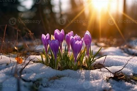 Spring Landscape With First Flowers Purple Crocuses On The Snow In