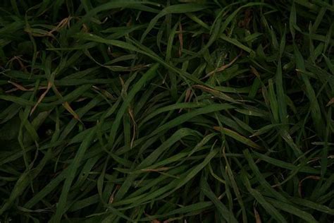 40 Grass Texture With High Res Quality Psddude