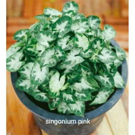 Jual Keladi Mini Tanaman Hias Syngonium Mini Shopee Indonesia