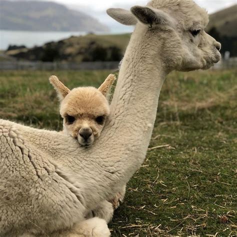 30 Happy Alpacas That Are Sweeter Than Baby Yoda Bright Side