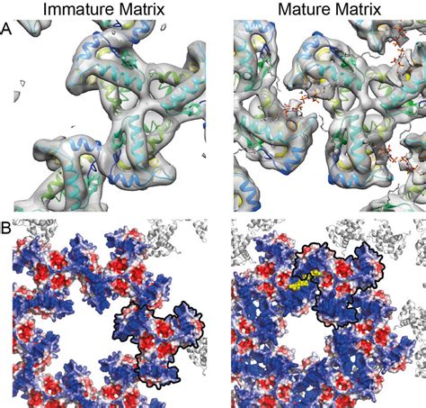 Comparison Of The Immature And Mature HIV 1 MA Lattices A Immature