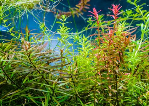 Ludwigia Repens Care Guide How To Grow And Propagate Fish Laboratory