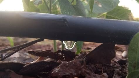 Como fazer irrigação por gotejamento drip irrigation YouTube