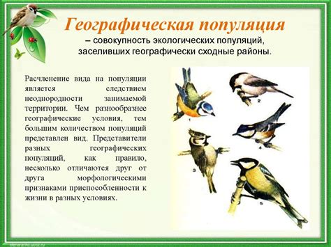 Типы и характеристики популяций - презентация онлайн