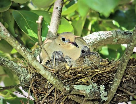 Mourning Dove Eggs Hatch