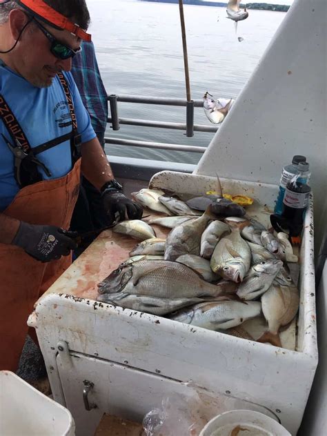 524 Jumbo Porgies On Island Current Fleet Island Current