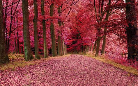 Pink Trees Wallpapers Top Free Pink Trees Backgrounds Wallpaperaccess