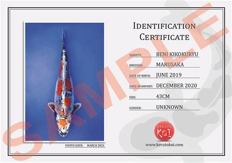 Identification Certificates Keruto Koi