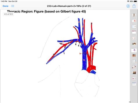 Gilbert Thoracic Diagram Diagram Quizlet