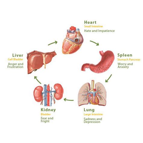 ORGANS & EMOTIONS - Health Holistic