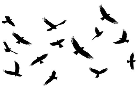 Premium Vector Set Of Flying Birds Vector Silhouettes