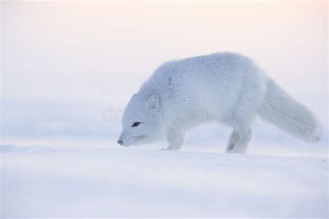 Zorro Rtico Camina En La Nieve Vulpes Lagopus Foto De Archivo Imagen