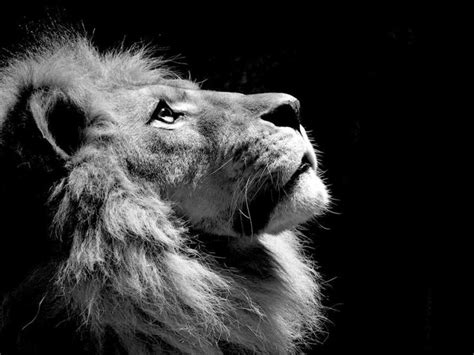 Pin By Rafael Arce On Leo Lion Pictures Black And White Lion Lion