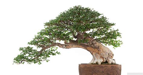 What is a Picea mariana bonsai? – Bonsai Tree Help