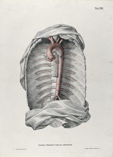 Dissection Of The Thorax With The Aortic Arch Arteries And … Free