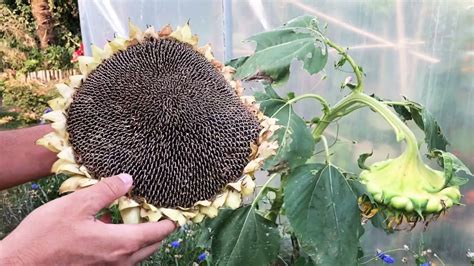 Comment récolter les graines de tournesols YouTube