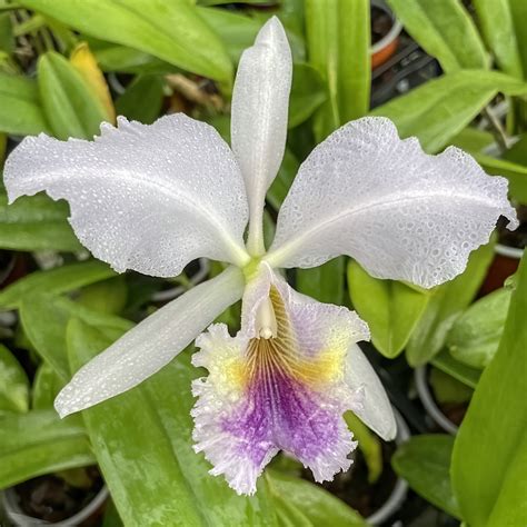 Cattleya Labiata Var Coerulea Orchidées De Großräschen