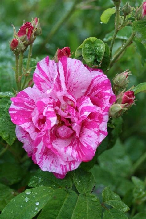 Rose Versicolor Mundii Litre Stewarts Garden Centre