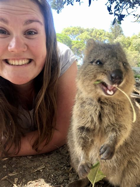 How to Get the Best Quokka Selfie on Rottnest Island - She's A Trip