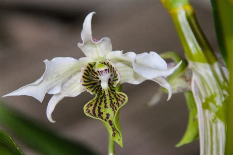 Dendrobium Spider Lily La Foresta Orchids