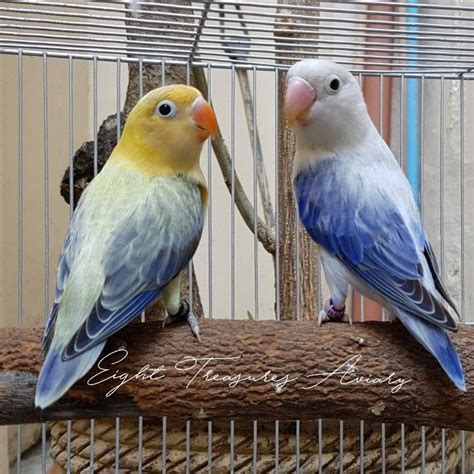 Lovebird Creamino Parblue