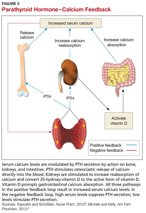 Calcium Feedback Loop