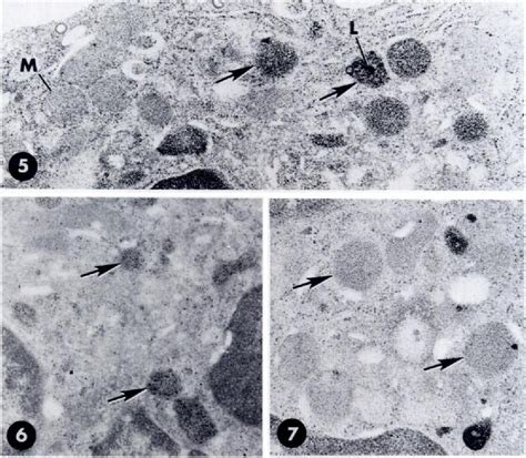 Figure 1 From Ultrastructural Localization Of Sulfated Complex