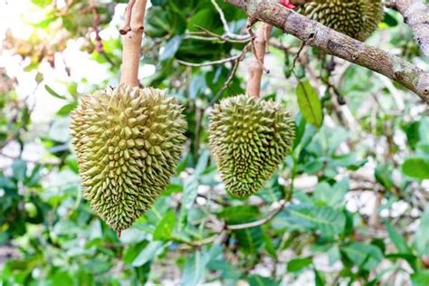 Durian Tree Stock Photos, Images and Backgrounds for Free Download