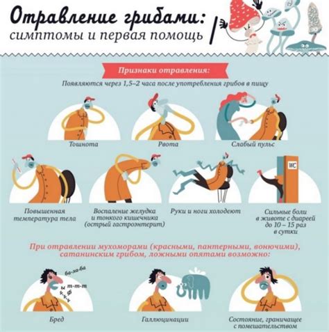 Ложный белый гриб: описание, 24 фото, как отличить от настоящего