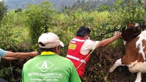 Asociación Ganadera De Huancabamba Se Beneficia Con Proyecto Ganadero