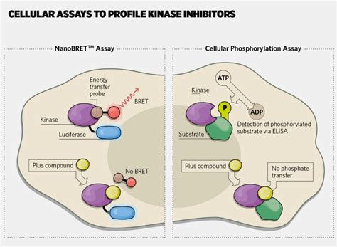 The Hunt For Kinase Inhibitors